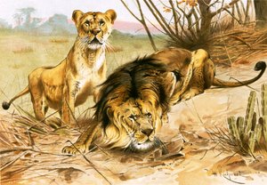 Lion et lionne